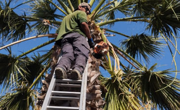 Limpeza de Palmeiras em Altura