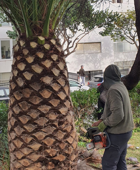 Poda de palmeiras em altura