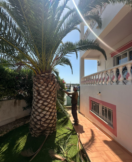 Poda de palmeiras em altura