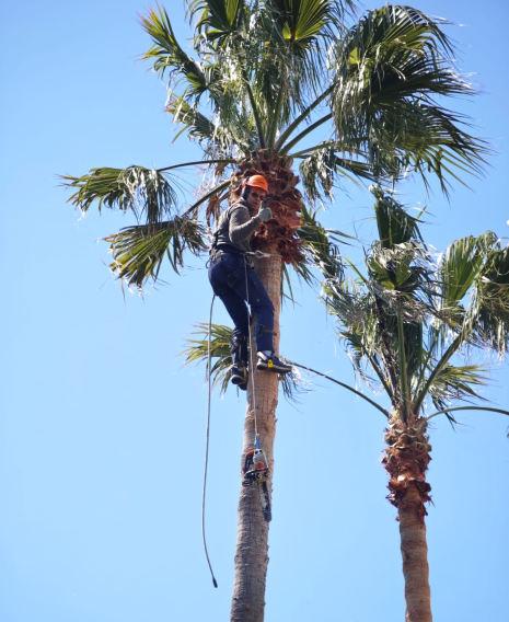Poda de palmeiras em altura
