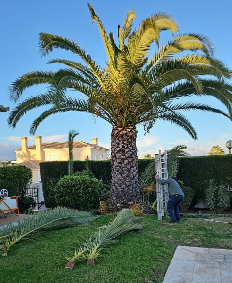 Poda de palmeiras em altura