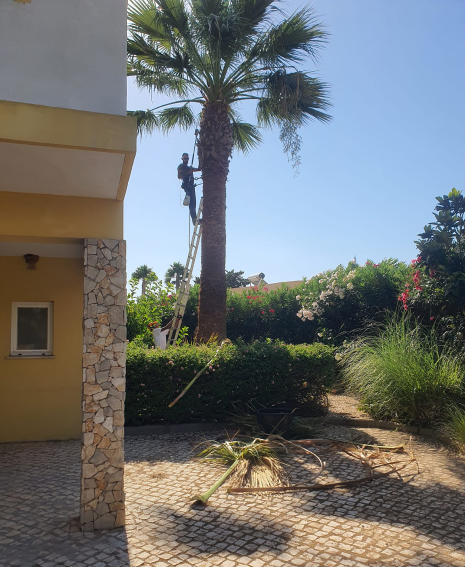 Poda de palmeiras em altura