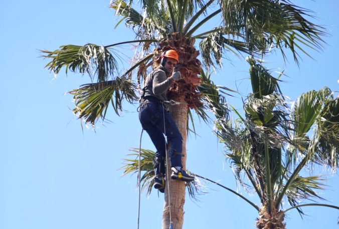 Poda de palmeiras em altura com segurança