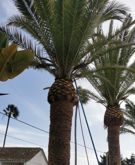 Poda de palmeiras em altura