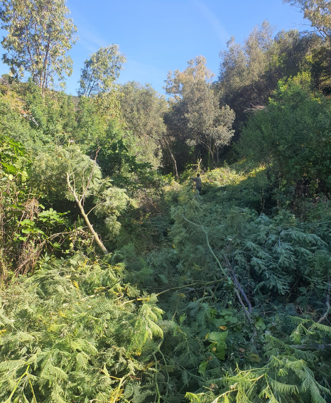 Limpeza e destroçamento de terreno