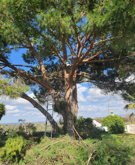 Limpeza e destroçamento de terreno