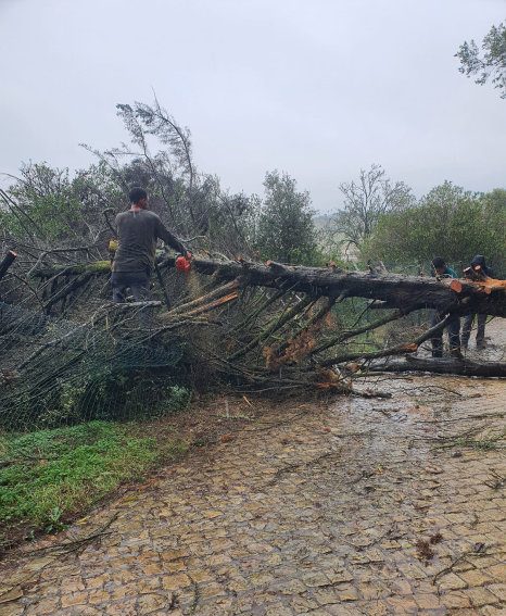 Limpeza e destroçamento de terreno